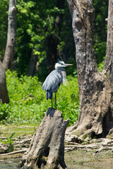Great blue heron on a stump in Wethersfield Cove, Connecticut.