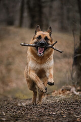 Outdoor activities and dog walks in park in fresh air. German shepherd of black and red color of breeding show runs through forest with stick in its teeth and smiles.