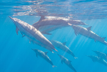 Pod of spinner dolphins swimming near surface of ocean
