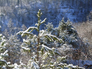 vegetation with snow in winter