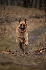 Outdoor activities and dog walks in park in fresh air. Dog runs fast straight, front view. German Shepherd black and red color show breeding runs along forest path and smiles.
