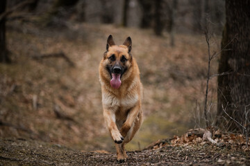 Outdoor activities and dog walks in park in fresh air. Dog runs fast straight, front view. German Shepherd black and red color show breeding runs along forest path and smiles.