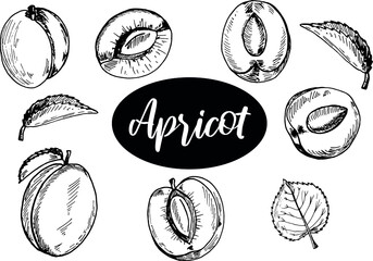 Apricots collection hand drawn illustration. Isolated on white background. Apricot fruit. Abstract minimal vector illustration. fruit peach set