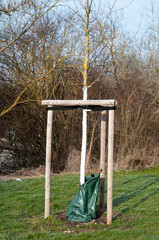 a tree sapling in a park supported by wooden slats