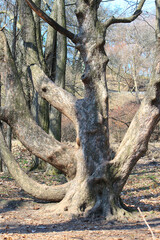 spring leafless trees in the botanical garden of Kiev