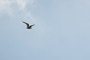 Fototapeta premium birds in flight