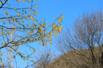 spring leafless trees with earrings  against blue sky