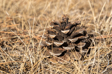 close up of a pine cone