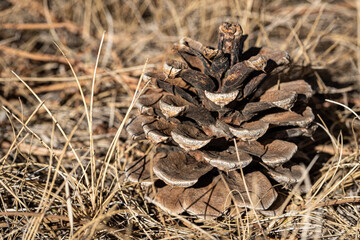 pine cone on the ground