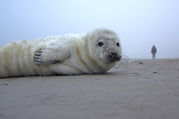 Puppy of ringed seal relaxing on the Baltic sea beach