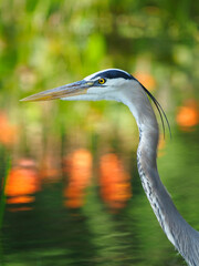 Closeup of a Great Blue Heron with a Colorful Green and Orange Background