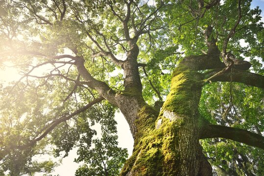 Fototapeta Mighty deciduous tree, close-up, low angle view. Wood, moss texture, green leaves. Soft sunlight, sunbeams. Idyllic summer landscape. Pure nature, environment, ecology