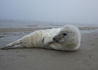 Puppy of ringed seal relaxing on the Baltic sea beach