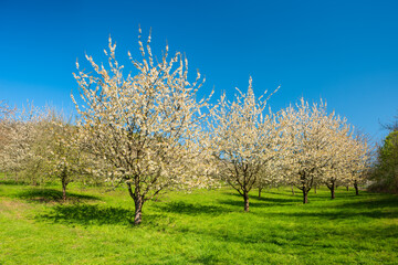 Orchard in Spring, Cherry Trees in Full Bloom, clear blue sky	