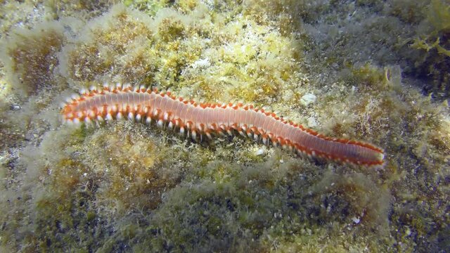 Bearded fireworm or Bearded fire worm (Hermodice carunculata) slowly creeps along the seabed, close-up.  Mediterranean.