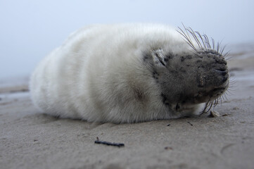 Puppy of ringed seal relaxing on the Baltic sea beach