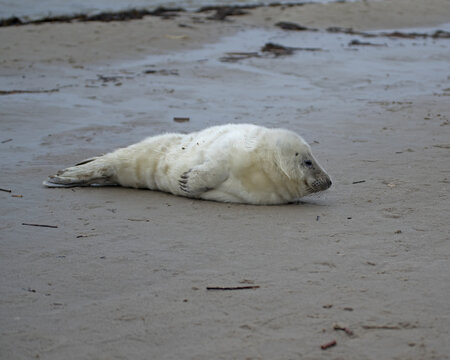 Puppy of ringed seal relaxing on the Baltic sea beach