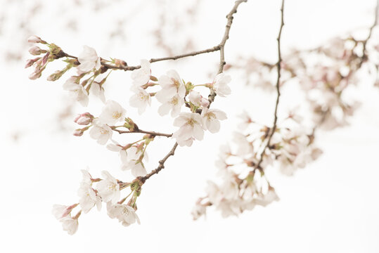 Macro photography of beautiful branches of white cherry blossom blooming in spring