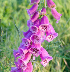 Decorative and at the same time medicinal and poisonous plant digitalis or digitalis © Владимир Ушаров