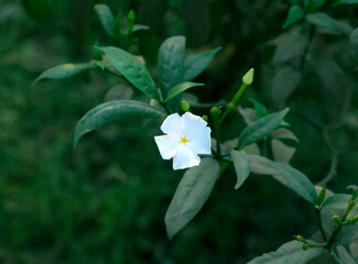 white and yellow flowers