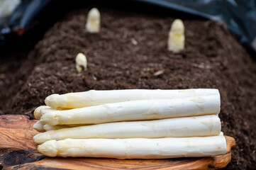 Harvesting on farm field of high quality Dutch white asparagus vegetables, growing asparagus, tasty...