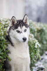 husky puppy in winter day