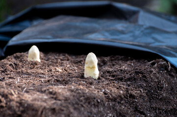 Harvesting on farm field of high quality Dutch white asparagus vegetables, growing asparagus, tasty vegetarian dinner