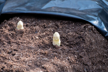 Harvesting on farm field of high quality Dutch white asparagus vegetables, growing asparagus, tasty...