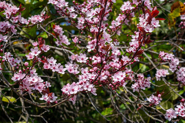 Spring blossom of pink wild sakura cherry tree