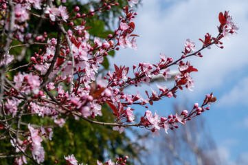 Spring blossom of pink wild sakura cherry tree