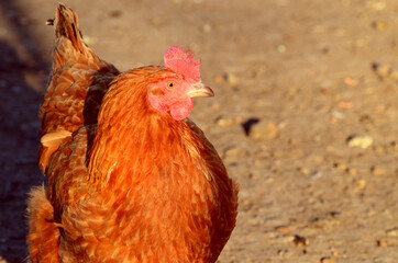Close-up hen in the farm,rural photo