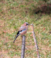 bright beauty jay in spring park