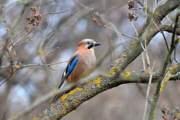 bright beauty jay in spring park