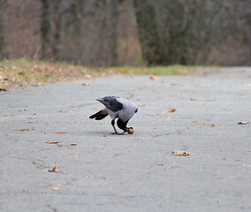 the titmouse takes food from hands