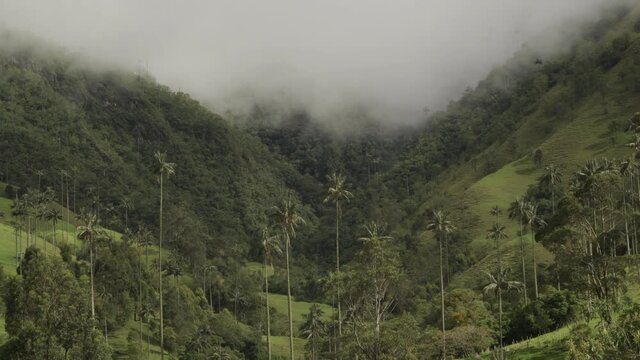 Monta&ntilde;as con palmas de cera y nublado