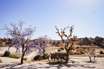 Evil Eye amulets and clay jugs decorating the trees in Goreme National  Park in Cappadocia, Turkey