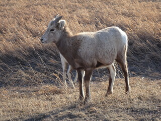 Badlands National Park, Dakota Del Sur, USA