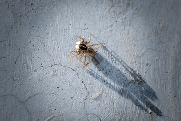 Spider with its long shadow on the wall