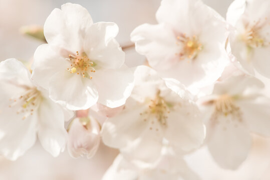 Macro photo of beautiful white cherry blossom in spring in sunlight