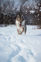 Wolfdog running in snow with snow on nose