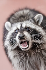 close-up portrait of adorable furry raccoon