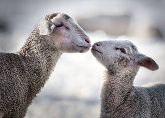 Fototapeta premium Two Lambs kissing