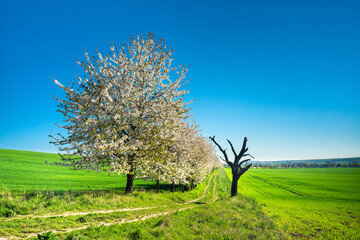 Fototapeta premium Farm track through green fields with cherry trees in bloom under blue sky in spring