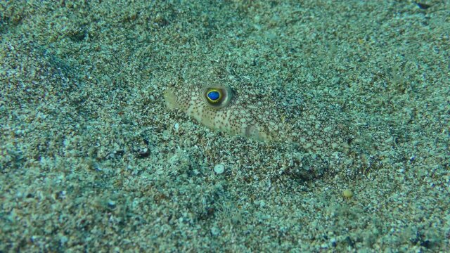 Yellowspotted Puffer or Studded Pufferfish (Torquigener flavimaculosus) leaves a hole in the sandy bottom, where it is perfectly camouflaged. Mediterranean.