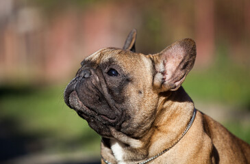 
French Bulldog in nature