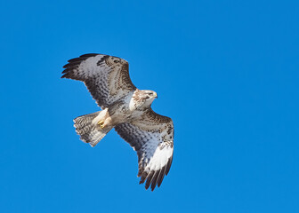 Flying buzzard with blue sky