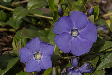 Spring in the garden