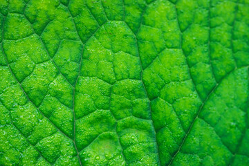 Vivid natural texture of wet green leaf with veins. Minimalist nature background with dew drops on green leaf surface. Beautiful minimal backdrop with droplets on leaf in macro. Nature texture of leaf