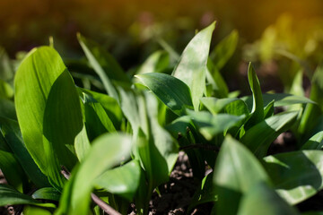 Green wild garlic grows in the forest in early spring, adding wild garlic leaves to salads is good for health