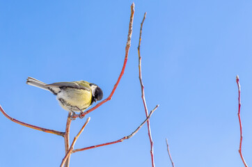A bird with a yellow belly on a branch.